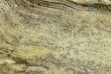 7.4" Strelley Pool Stromatolite Slab - 3.43 Billion Years Old - #130633-1